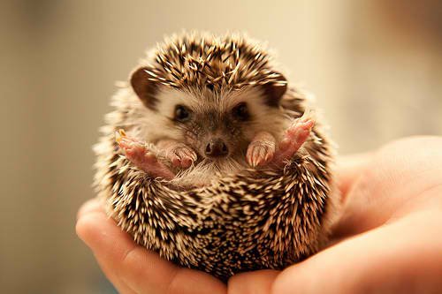 adorable-cute-hedgehog-hedgie-love-favim